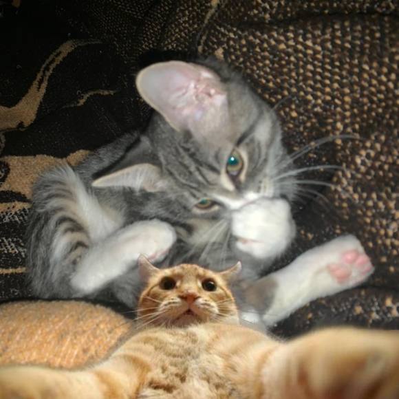 Meet your Posher, Stefanie - Picture 1 of 1